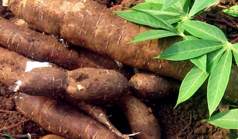 Des résultats riches sur le SERP de Google lors de la recherche de « sécurité alimentaire »