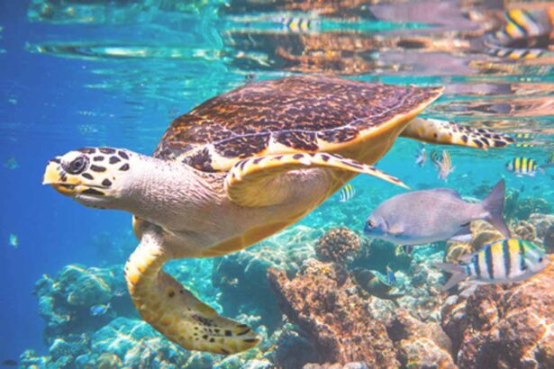 projets de recherche