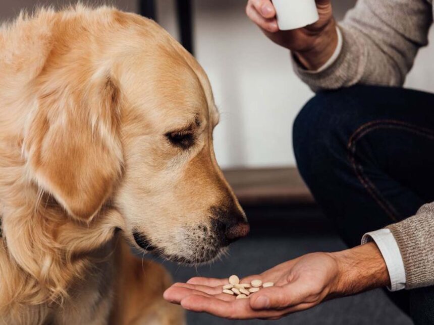 médicaments vétérinaires