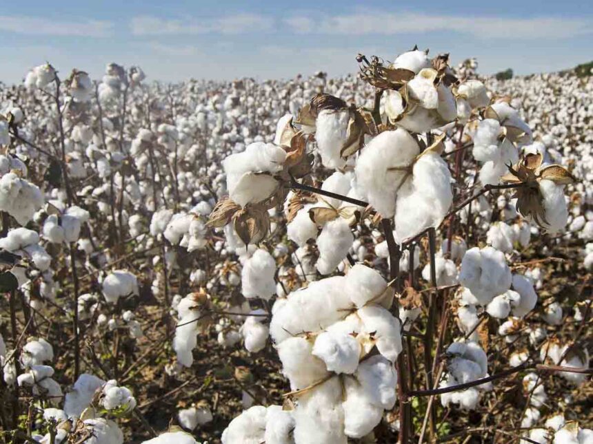 coton