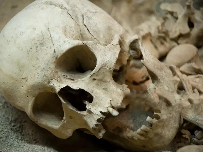 agriculteur crâne humain