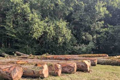 ventes aux enchères