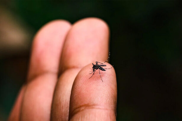 dengue , grand lomé