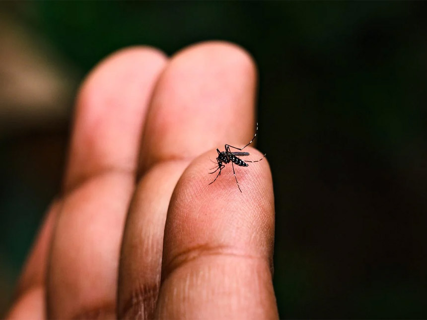 dengue , grand lomé